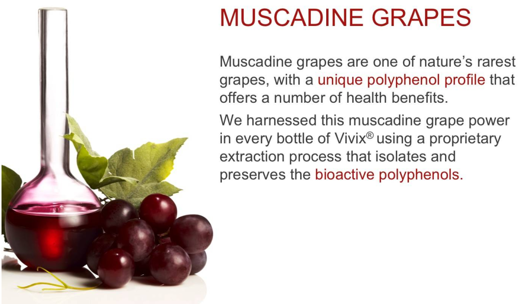 muscadine grape