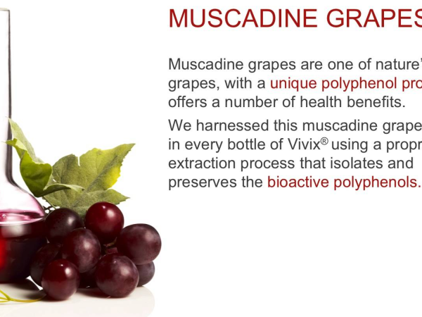 Anggur Muscadine – Bukan Sekadar Anggur Biasa Pasar Malam