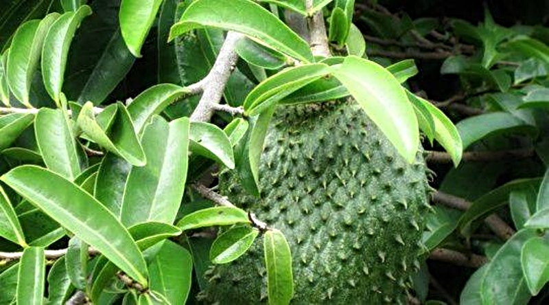 daun durian belanda
